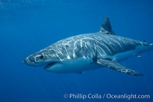 Great white shark, underwater, Carcharodon carcharias, Guadalupe Island (Isla Guadalupe)