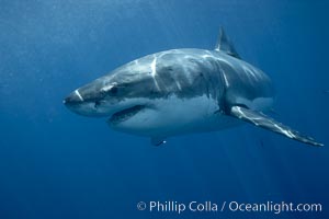 Great white shark, underwater, Carcharodon carcharias, Guadalupe Island (Isla Guadalupe)