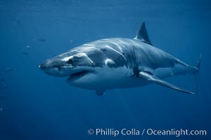 Great white shark, underwater, Carcharodon carcharias, Guadalupe Island (Isla Guadalupe)