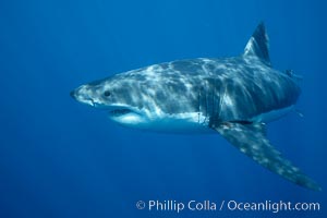 Great white shark, underwater, Carcharodon carcharias, Guadalupe Island (Isla Guadalupe)