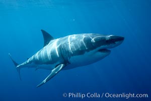 Great white shark, underwater. Guadalupe Island (Isla Guadalupe), Baja California, Mexico, Carcharodon carcharias, natural history stock photograph, photo id 21463
