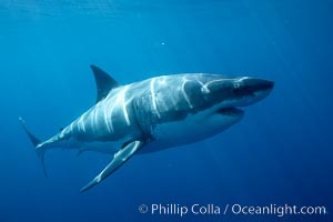 Great white shark, underwater, Carcharodon carcharias, Guadalupe Island (Isla Guadalupe)