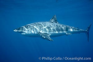 Great white shark, underwater, Carcharodon carcharias, Guadalupe Island (Isla Guadalupe)