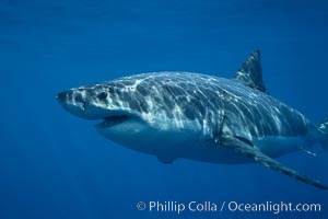 Great white shark, underwater, Carcharodon carcharias, Guadalupe Island (Isla Guadalupe)