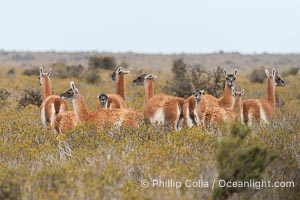 Guanaco, Lama guanicoe, Valdes Peninsula, Patagonia, Argentina, Puerto Piramides, Chubut