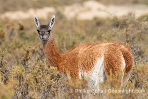 Guanaco, Lama guanicoe, Valdes Peninsula, Patagonia, Argentina, Puerto Piramides, Chubut