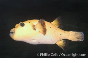 Guineafowl puffer, golden phase, Arothron meleagris