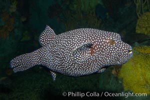 Guineafowl puffer, black phase, Arothron meleagris