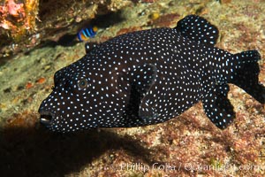 Guineafowl puffer fish, black phase, Isla San Diego, Baja California, Mexico