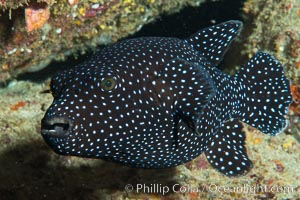 Guineafowl puffer fish, black phase, Isla San Diego, Baja California, Mexico