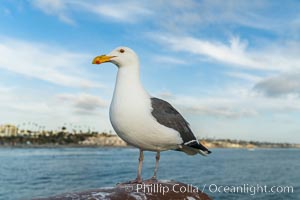 Gull, Oceanside Pier