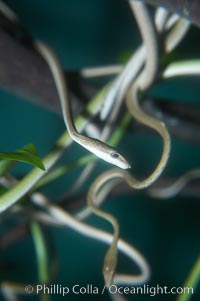 Gunthers whipsnake.  These tree-dwelling snakes eat only fish.  As a fish swims past, they strike it, delivering a mild venom that renders the fish immobile, Ahaetulla fronticincta