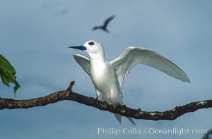 White (or fairy) tern, Gygis alba, Rose Atoll National Wildlife Sanctuary