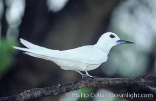 White (or fairy) tern, Gygis alba, Rose Atoll National Wildlife Sanctuary