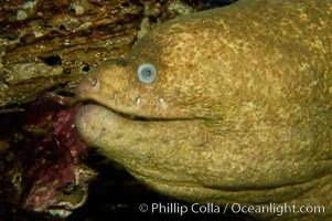 Moray eel., Gymnothorax mordax, natural history stock photograph, photo id 09478