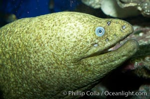 Moray eel, Gymnothorax mordax