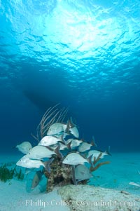 White margate fish gather around a sea fan.  Northern Bahamas, Haemulon album