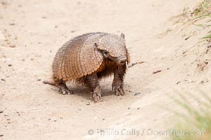 Hairy armadillo, Peludo, Chaetophractus villosus, Patagonia, Puerto Piramides, Chubut, Argentina