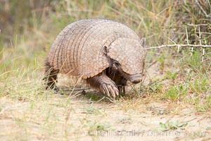 Hairy armadillo, Peludo, Chaetophractus villosus, Patagonia, Puerto Piramides, Chubut, Argentina