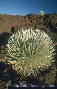 Haleakala silversword plant, endemic to the Haleakala volcano crater area above 6800 foot elevation, Argyroxiphium sandwicense macrocephalum, Maui