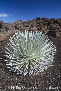 Haleakala silversword plant, endemic to the Haleakala volcano crater area above 6800 foot elevation, Argyroxiphium sandwicense macrocephalum, Maui