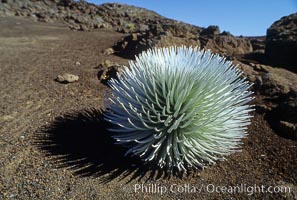 Haleakala silversword plant, endemic to the Haleakala volcano crater area above 6800 foot elevation, Argyroxiphium sandwicense macrocephalum, Maui