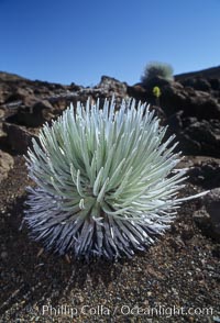 Haleakala silversword plant, endemic to the Haleakala volcano crater area above 6800 foot elevation. Maui, Hawaii, USA, Argyroxiphium sandwicense macrocephalum, natural history stock photograph, photo id 05613