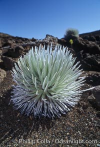 Haleakala silversword plant, endemic to the Haleakala volcano crater area above 6800 foot elevation, Argyroxiphium sandwicense macrocephalum, Maui