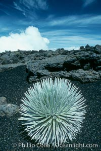 Haleakala silversword plant, endemic to the Haleakala volcano crater area above 6800 foot elevation, Argyroxiphium sandwicense macrocephalum, Maui