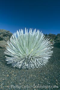 Haleakala silversword plant, endemic to the Haleakala volcano crater area above 6800 foot elevation, Argyroxiphium sandwicense macrocephalum, Maui