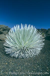 Haleakala silversword plant, endemic to the Haleakala volcano crater area above 6800 foot elevation. Maui, Hawaii, USA, Argyroxiphium sandwicense macrocephalum, natural history stock photograph, photo id 18508