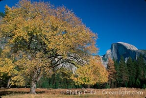 Half Dome and tree, Yosemite National Park, California