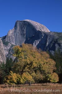 Half Dome and oak tree, Half Dome, copyright Phillip Colla Natural History Photography, www.oceanlight.com, image #05454, all rights reserved worldwide.