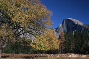 Half Dome and oak tree, Yosemite National Park, California