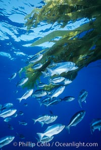 Half-moon perch schooling under offshore drift kelp, open ocean.