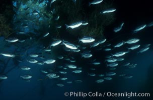 Half-moon perch school below offshore drift kelp, Medialuna californiensis, San Diego, California