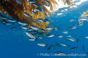 Half-moon perch school below offshore drift kelp, open ocean, Medialuna californiensis, San Diego, California