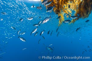 Half-moon perch and small baitfish school below offshore drift kelp, open ocean, Medialuna californiensis, San Diego, California