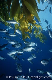 Half-moon perch, offshore drift kelp, Medialuna californiensis, San Diego, California