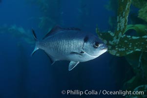 Half-moon perch, Medialuna californiensis, Santa Barbara Island