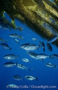 Half-moon perch, offshore drift kelp, Medialuna californiensis, San Diego, California