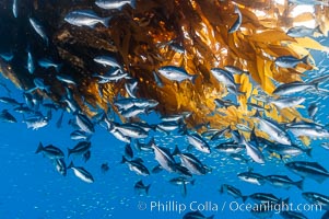 Half-moon perch school below offshore drift kelp, open ocean. San Diego, California, USA, Medialuna californiensis, natural history stock photograph, photo id 09989
