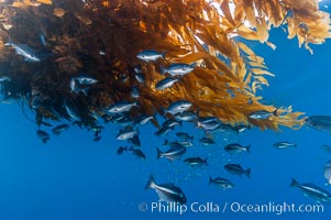 Half-moon perch school below offshore drift kelp, open ocean, Medialuna californiensis, San Diego, California