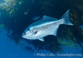 A half-moon perch below offshore drift kelp, open ocean, Medialuna californiensis, San Diego, California