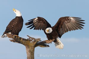 Two bald eagles on perch, one with wings spread as it has just landed and is adjusting its balance, the second with its head thrown back, calling vocalizing.