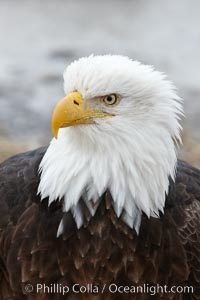 Bald eagle, closeup of head and shoulders showing distinctive white head feathers, yellow beak and brown body and wings, Haliaeetus leucocephalus, Haliaeetus leucocephalus washingtoniensis, Kachemak Bay, Homer, Alaska