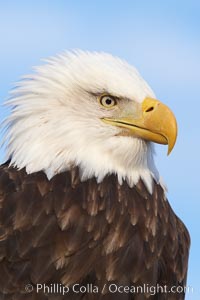 Bald eagle, closeup of head and shoulders showing distinctive white head feathers, yellow beak and brown body and wings, Haliaeetus leucocephalus, Haliaeetus leucocephalus washingtoniensis, Kachemak Bay, Homer, Alaska