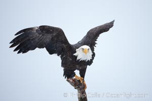 Bald eagle standing on perch, talons grasping wood, wings spread as it balances, snow falling, overcast sky, Haliaeetus leucocephalus, Haliaeetus leucocephalus washingtoniensis, Kachemak Bay, Homer, Alaska