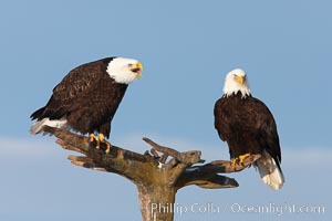 Two bald eagles on wooden perch, one calling vocalizing with beack open, Haliaeetus leucocephalus, Haliaeetus leucocephalus washingtoniensis, Kachemak Bay, Homer, Alaska