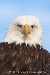 Bald eagle, closeup of head and shoulders showing distinctive white head feathers, yellow beak and brown body and wings, Haliaeetus leucocephalus, Haliaeetus leucocephalus washingtoniensis, Kachemak Bay, Homer, Alaska